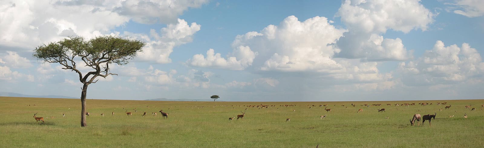 Wide savanna landscape in the Maasai Mara region of Narok County, shown for regional context
