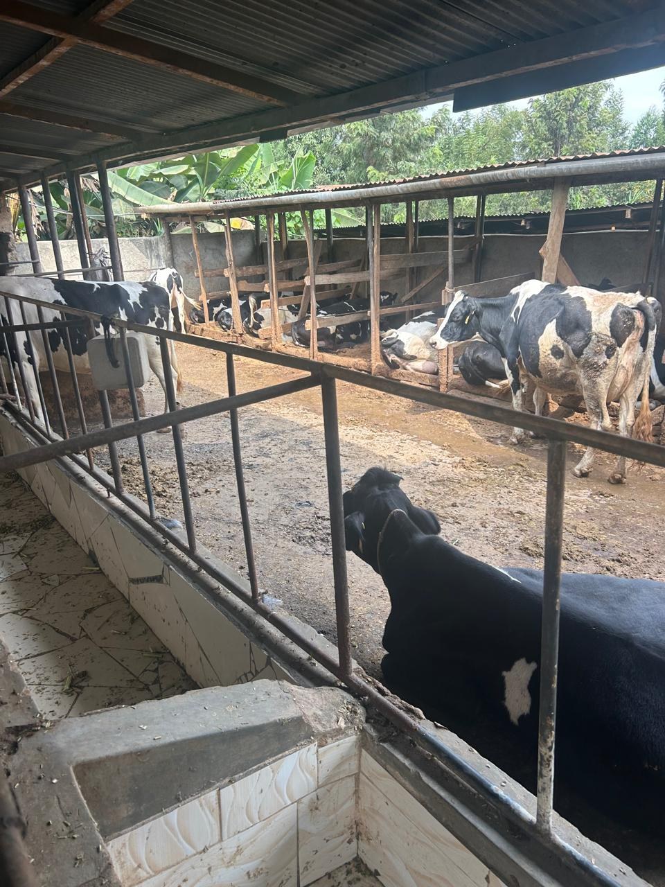 Cows standing in the holding yard next to the covered stalls at Victor's farm