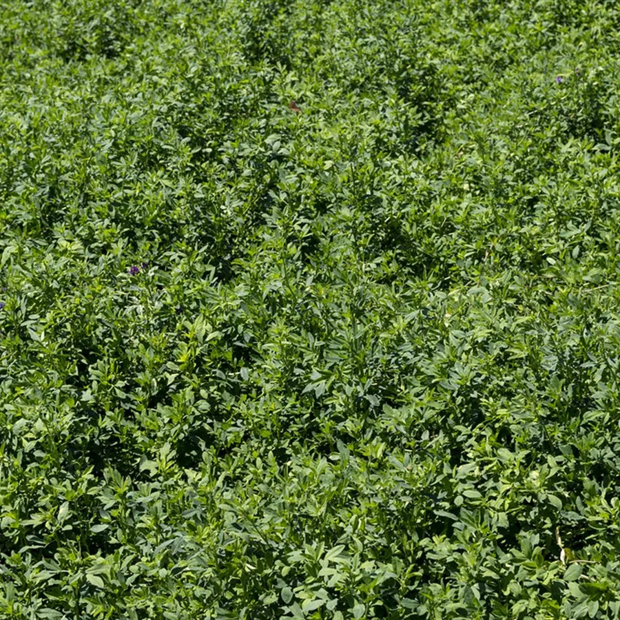 Alfalfa